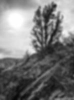 Juniper tree on hiking trail in the Albuquerque foothills