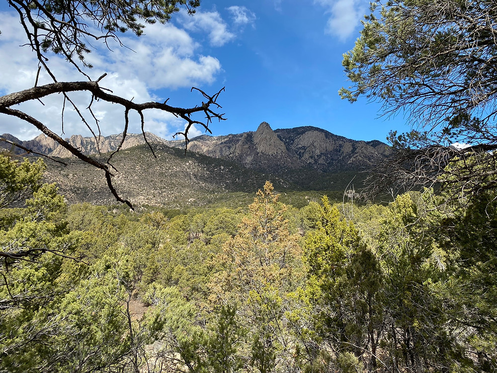Sandia Mountains from Cibola National Forest