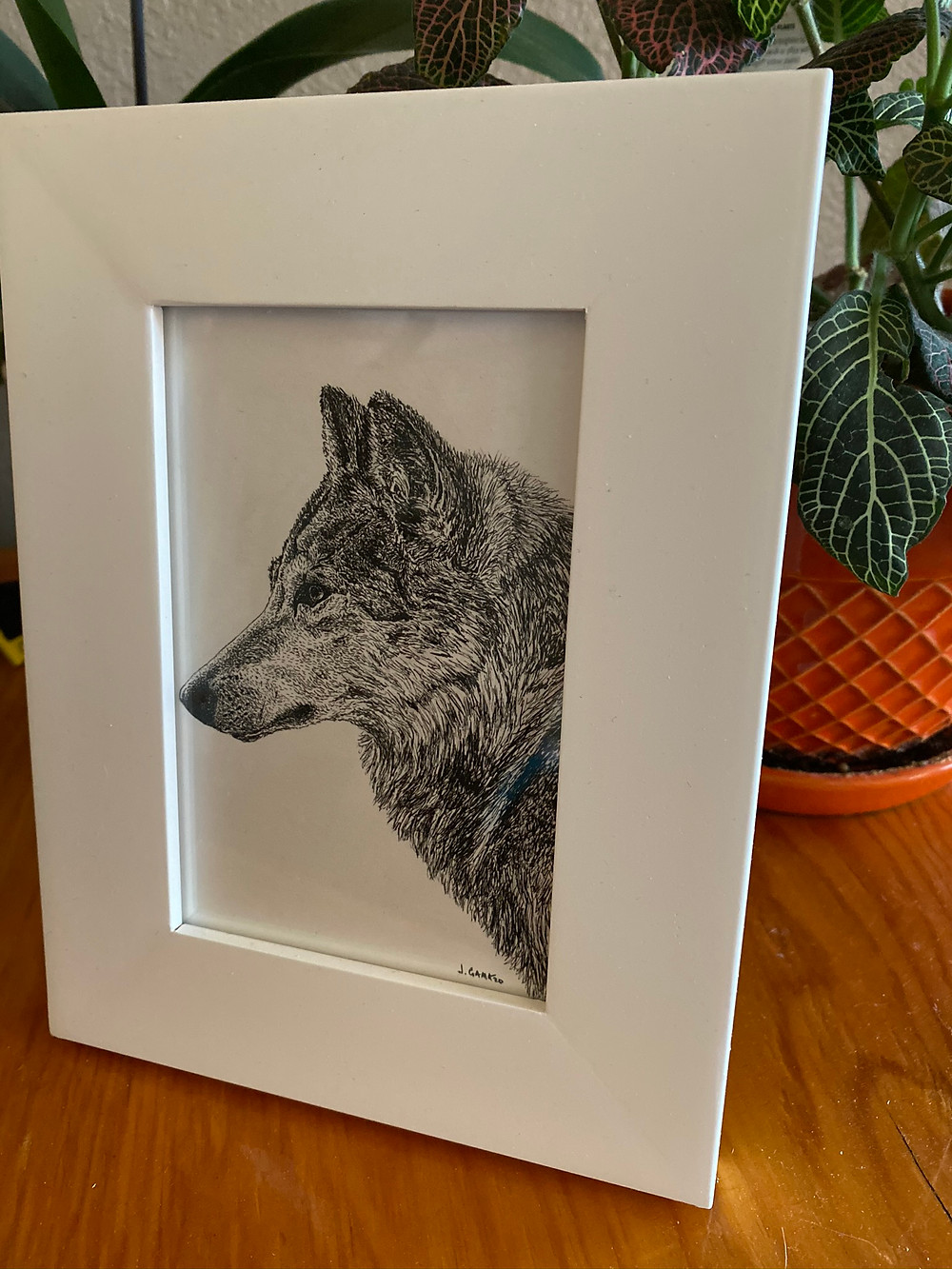 Pen and ink drawing of wolf