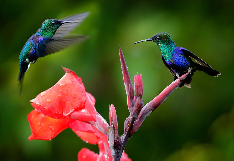 hummingbirds article Apr 26.jpg