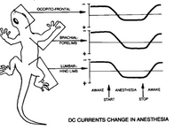Bio-Electricity Primer