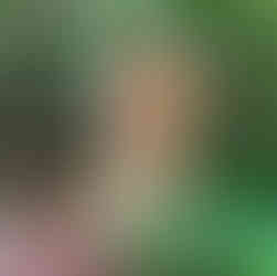 Chair Carved out of Tree Stump