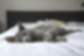 Pet Photo 236606.jpg