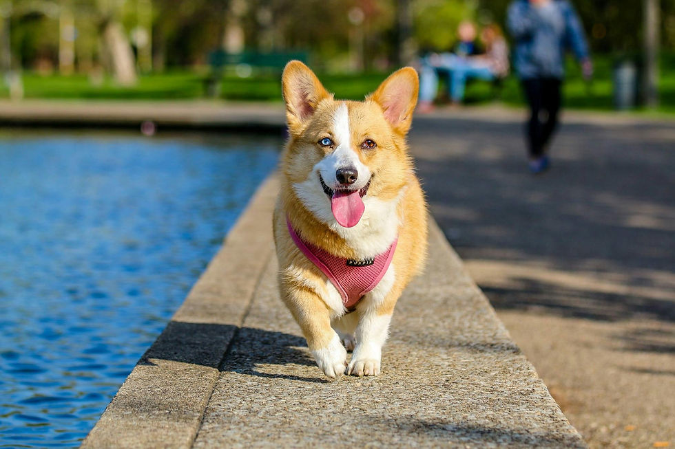 Dog Photo 1