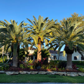 Triple Canary Island Date Palms in the Fort Lauderdale luxury landscape.