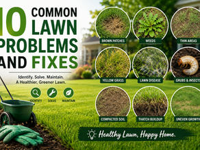 10 Common Lawn Problems and Fixes: How to Keep Your Yard Healthy Year-Round