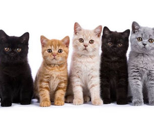 🐾 猫が好きな人にだけ見せる仕草とは？