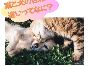 猫と犬の性格の違いは何⁉️