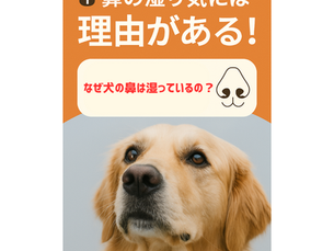 🐶💧犬の鼻って、なんでいつも濡れてるの?