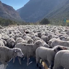 Encuentro con las Ovejas, por Ahora Perdidas