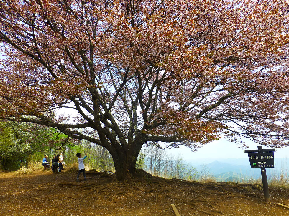 あの桜を見に〜棒ノ折山〜