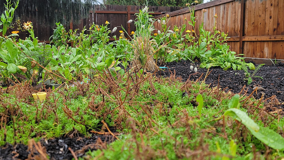 GardenParty (1)
