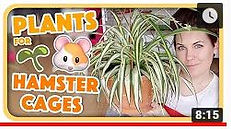ACCESSORIES & ENRICHMENT | Hamsters SouthAfrica