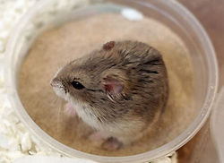 sand-potty3.jpg