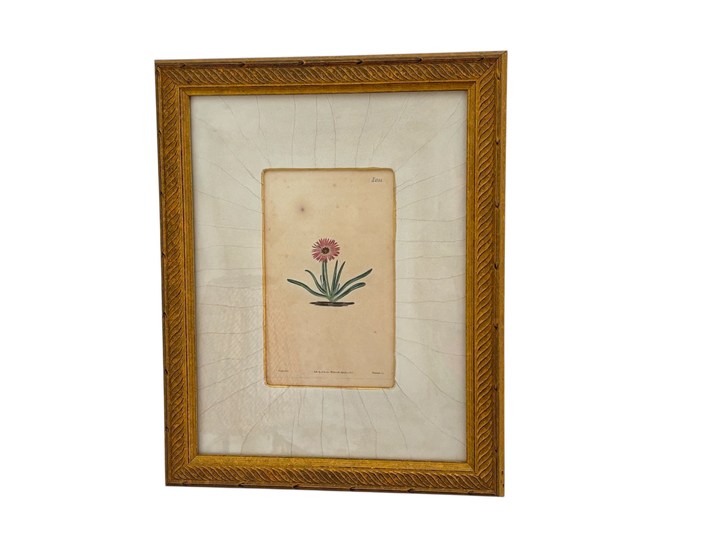 ANTIQUE ROSEY-FLOWERED FIG MARIGOLD, CURTIS'S BOTANICAL MAGAZINE, 1820