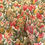 Thumbnail: VINTAGE WOODEN ARMCHAIR WITH RUSH SEAT AND FLORAL CUSHION
