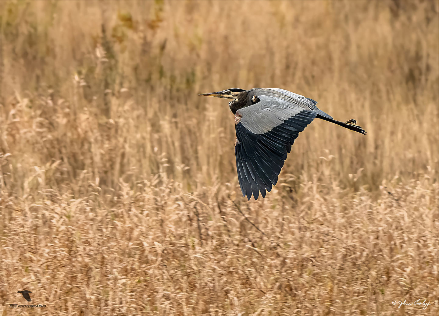 Great blue heron in flight