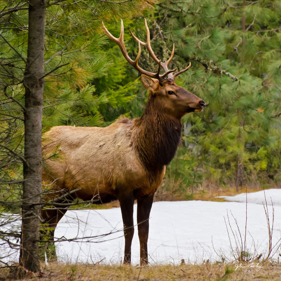 Bull elk