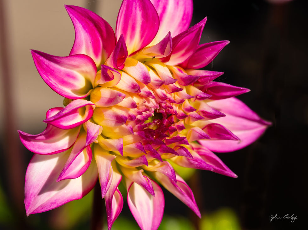 Pink dahlia
