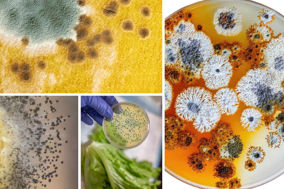 Supporting Digestive Gut Health Through Balanced Nutrition: Food Contamination & Mold Residue Risks How Food Contamination and Mold Residue Impact Digestion and Healthy Gut