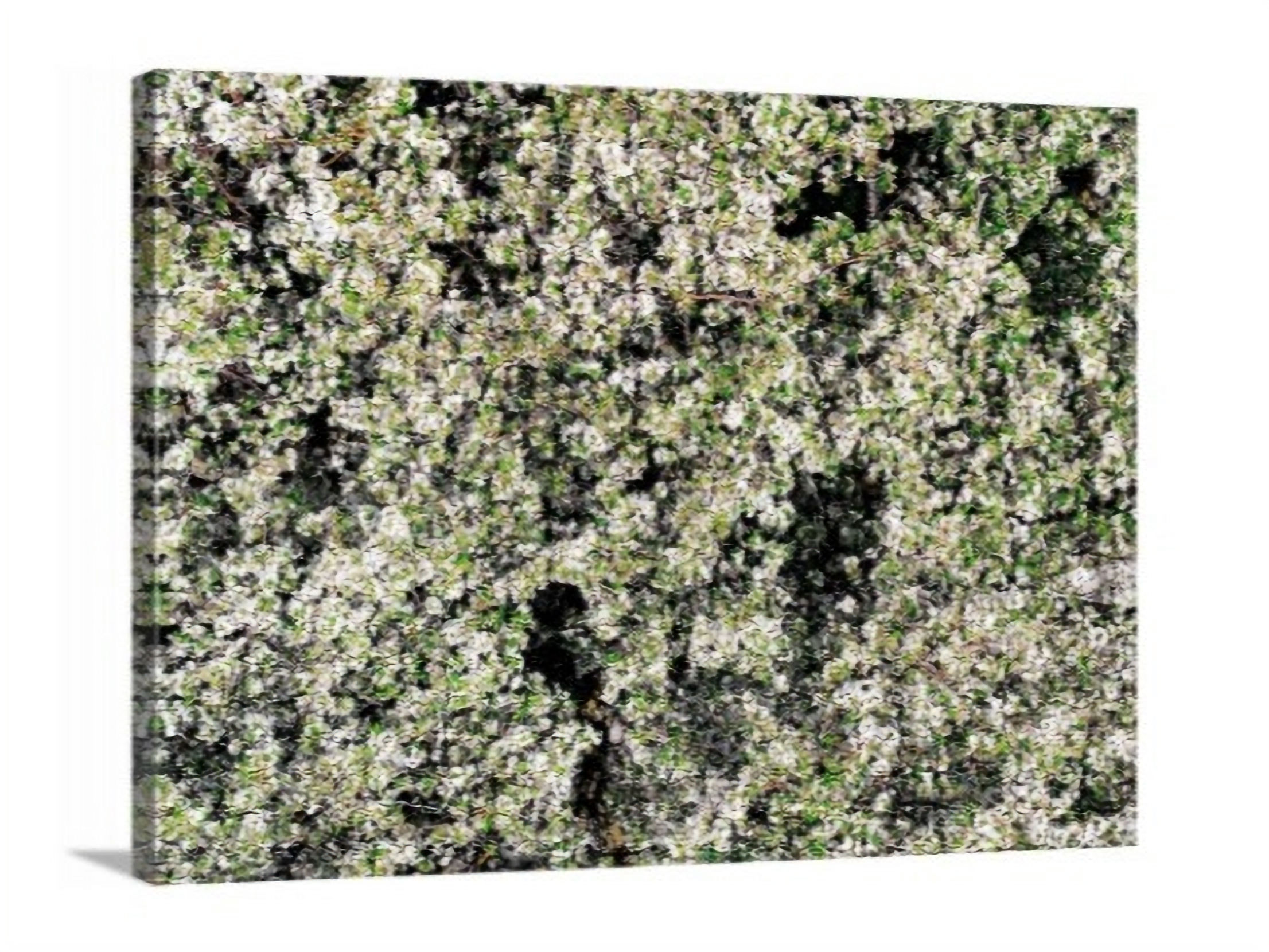 Bright White Blooms - Dubuque, IA