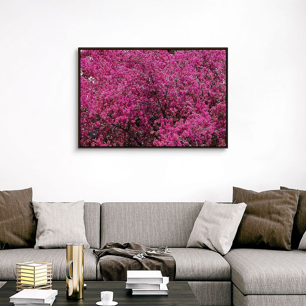 Thumbnail: Lush Lilac Blossoms - Dubuque, IA