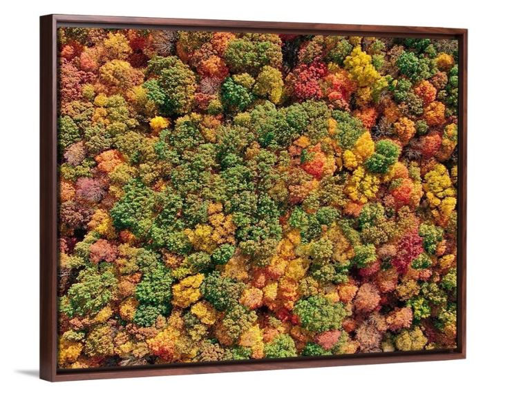 Thumbnail: ColorFall Canopy - Dubuque, IA