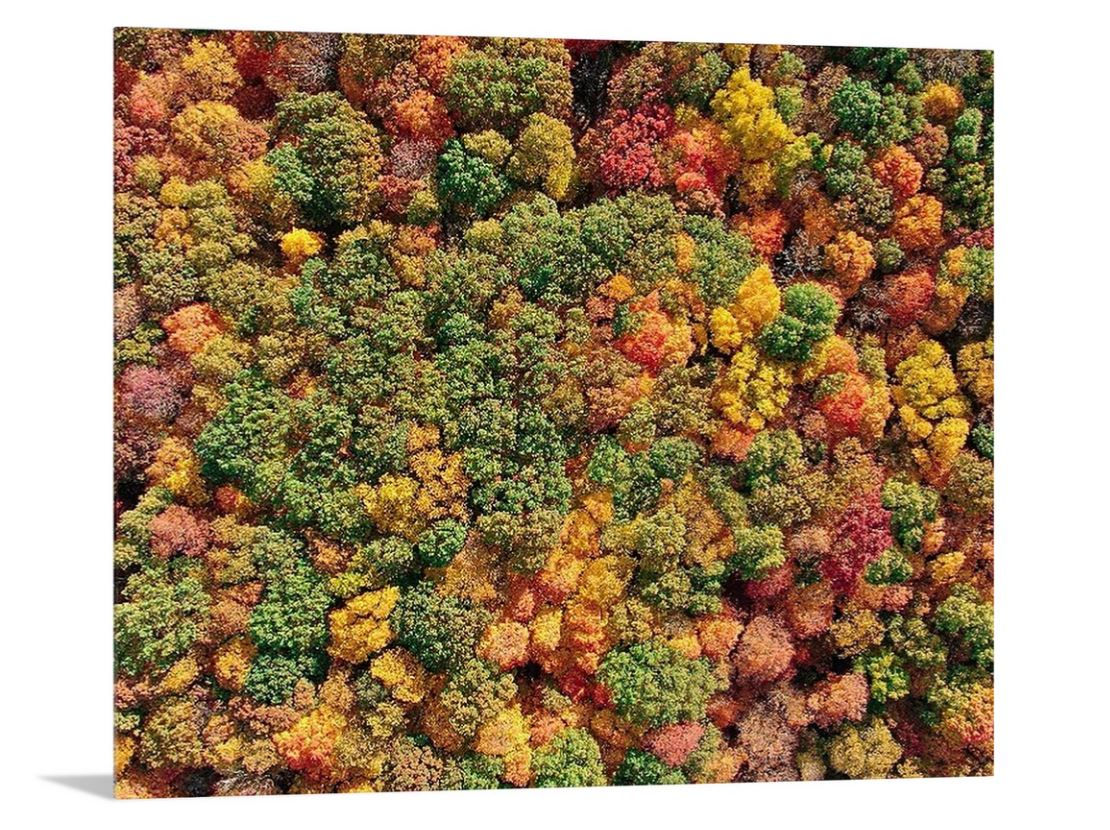 ColorFall Canopy - Dubuque, IA