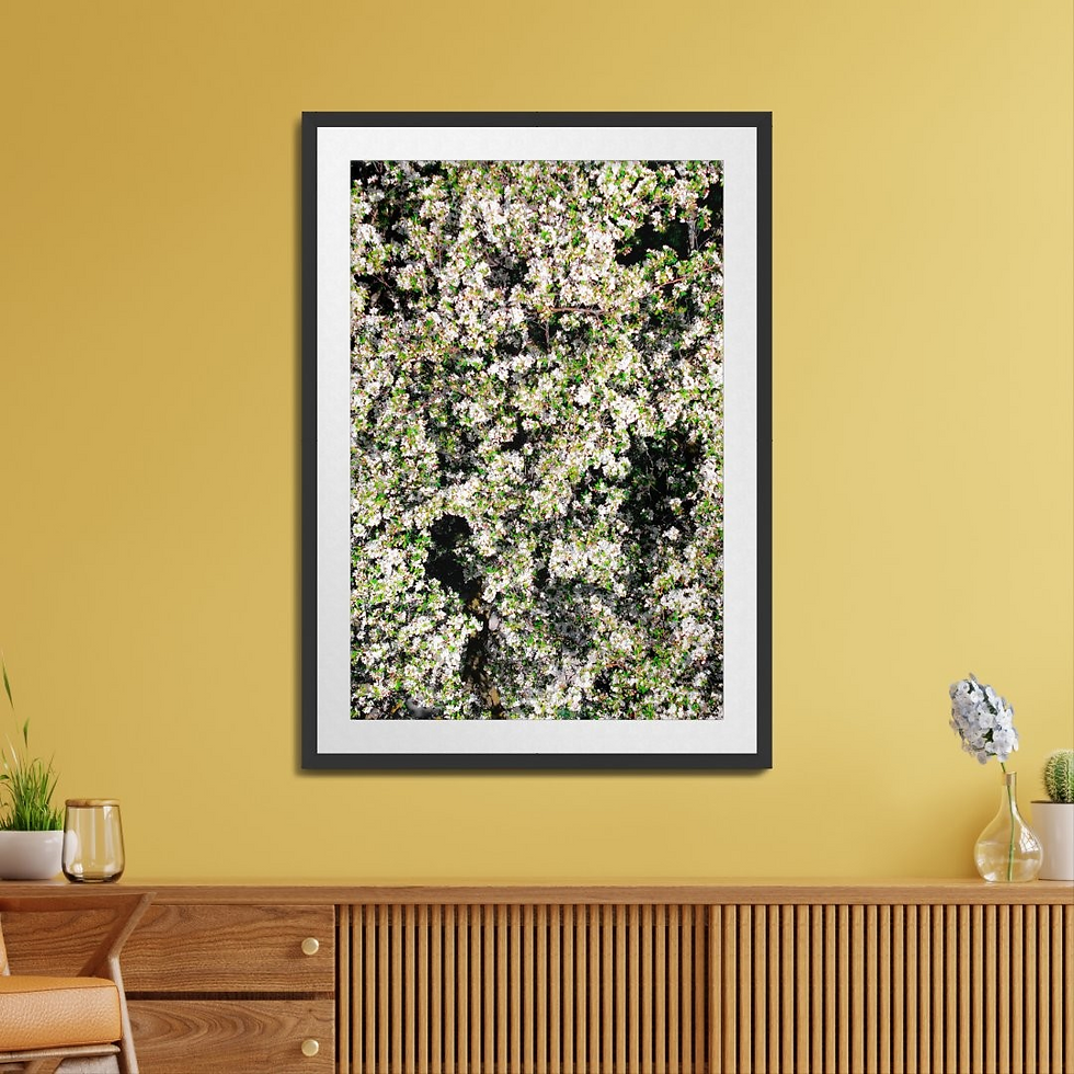Thumbnail: Bright White Blooms - Dubuque, IA