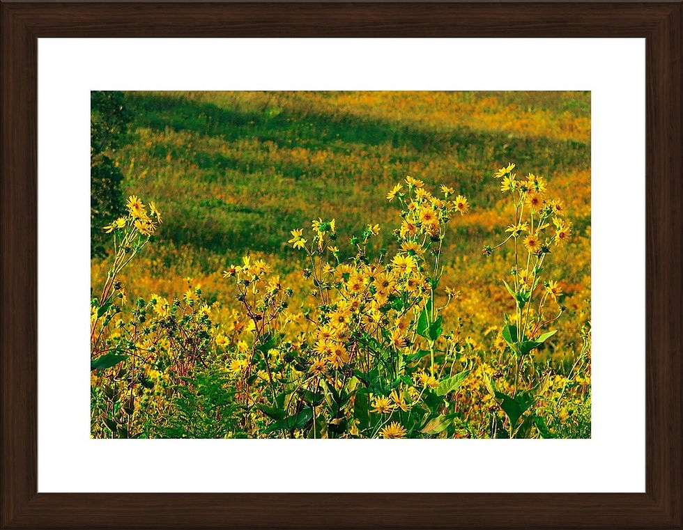 Thumbnail: Prairie Blooms - Dubuque, IA