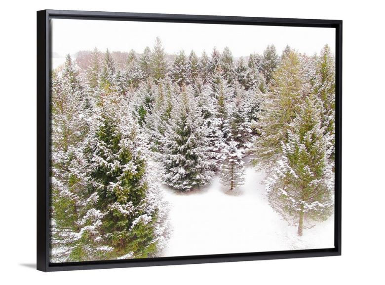 Thumbnail: Evergreen Dreams - Dubuque, IA