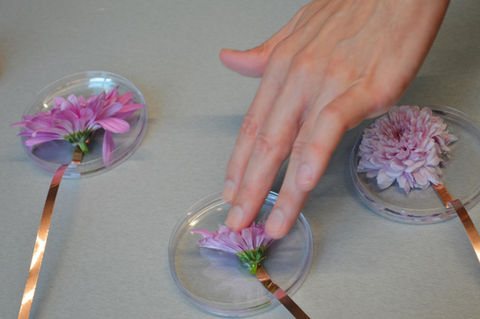 Resonant flower with Chladni patterns