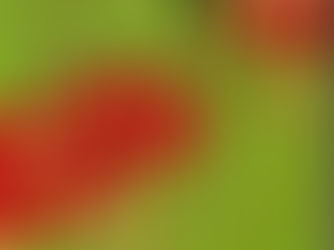 ANA機内誌挿絵 ―翼の王国― No.515