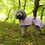 Thumbnail: Nico our Miniature Poodle shows of a M Fleece Coat