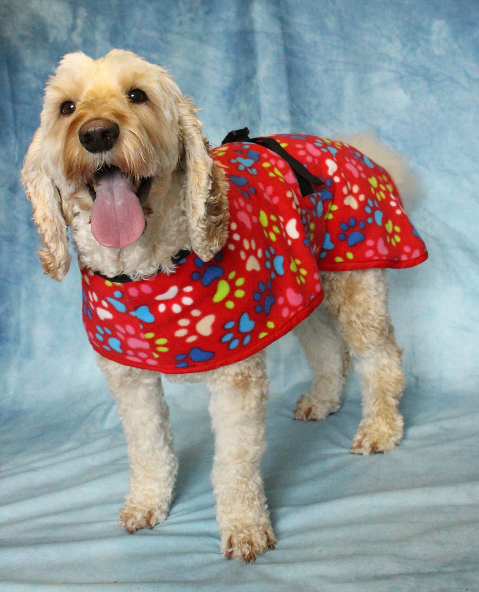 Cockapoo with Multi coloured paw print dog coat - jacket