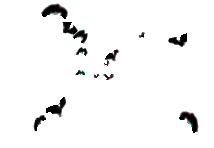 giphy.gif