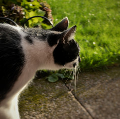 casey-o-connor-caddius-caddington-first-