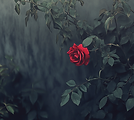 eclipsis_solaris_a_single_red_rose_in_rose_bush_with_a_moody__76219427-9d22-4d3d-9d25-8785