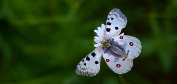 Small Apollo © Thomas Delahaye