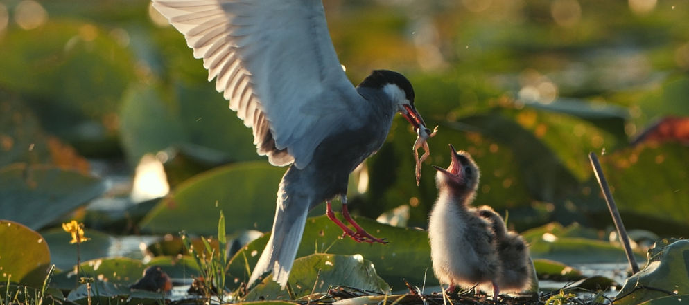 Guifette moustac et ses petits © Patrick Luneau