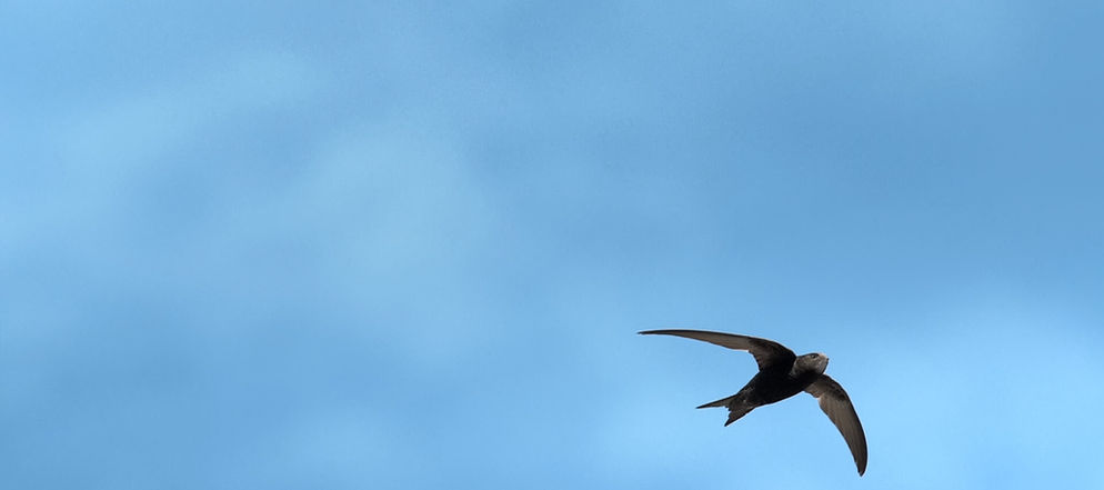 Martinet noir © Jean-François Cornuet