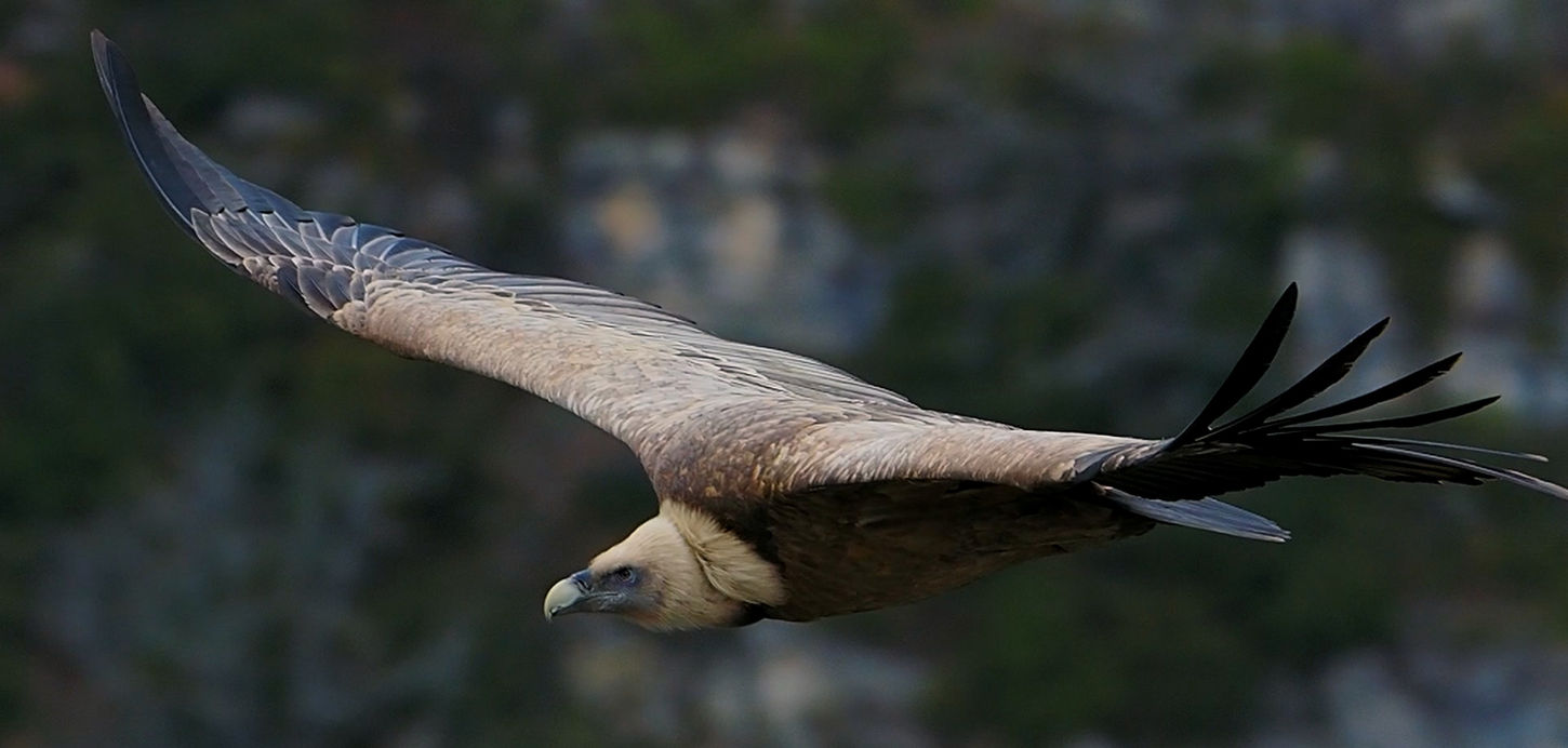 Eurasian griffon vulture © Léo Gayola