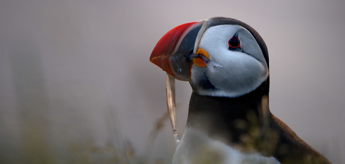 Sea parrots © Alexandre Velluet
