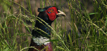 Common Pheasant © Philippe Garguil