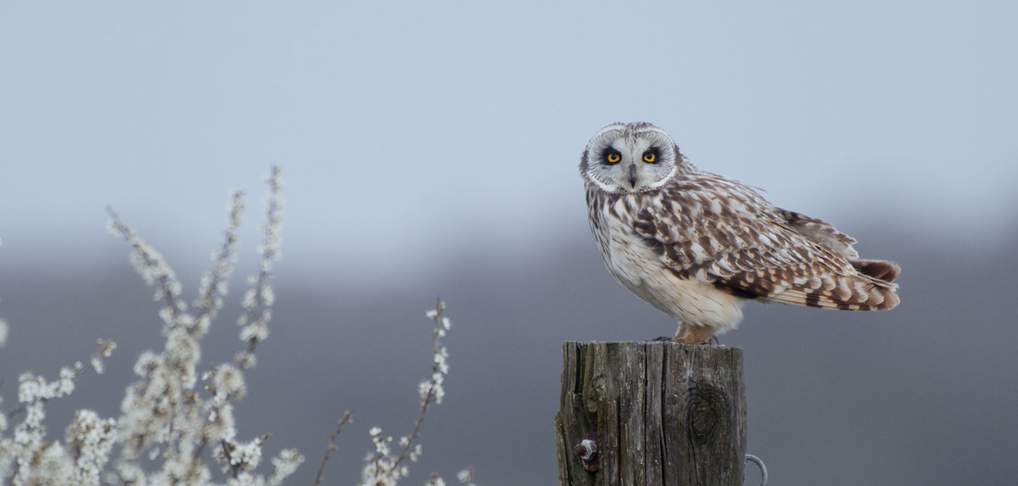 Hibou des marais © Valentin Trucchi