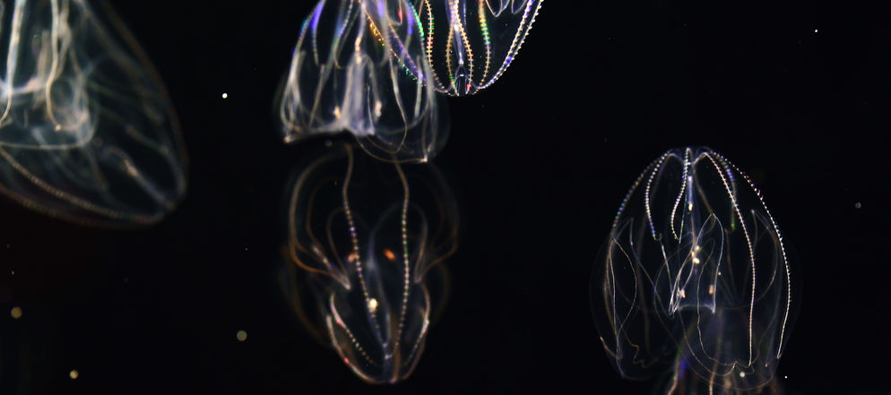 Ctenophore © Christian Sardet