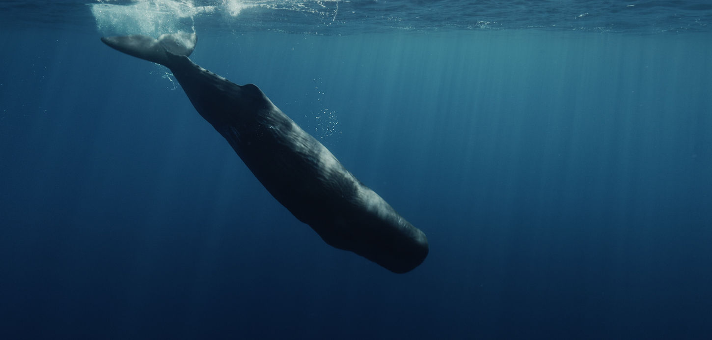 Sperm whale © Stéphane Granzotto