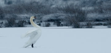 Cygne tuberculé © Patrick Luneau