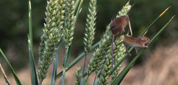 Harvest Mice © Robert Henno