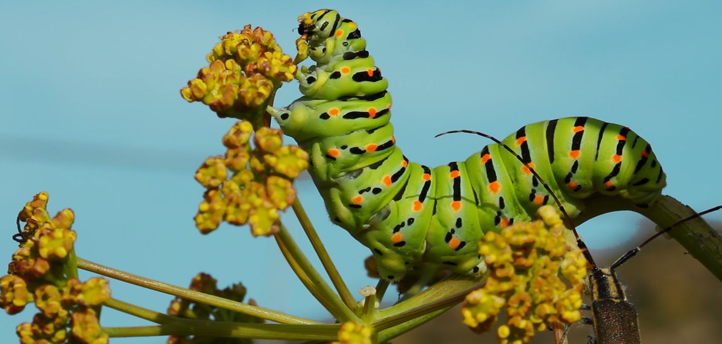 Common yellow swallowtail Caterpillar © Carduelis